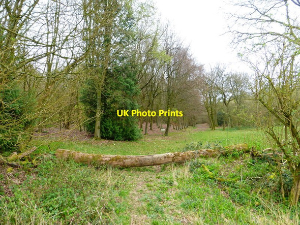 Photo 6"x4" Looking into Barton Copse from restricted byway to the north Upper Wield c2014