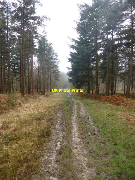 Photo 6"x4" North Oakley Inclosure, forestry track Burley Lawn c2014