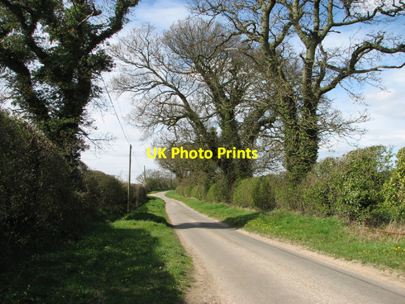 Photo 6"x4" Oak trees beside Hall Road Lower Street\/TG2635 c2014