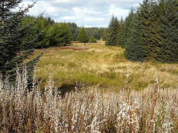 Photo 6"x4" Gap in Whitelee Forest Laigh Carnduff c2008