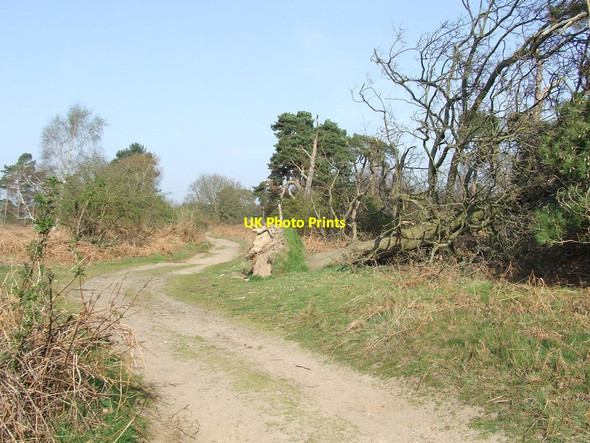 Photo 6"x4" Fallen Tree Sutton\/TM3045 c2014