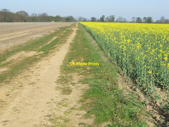 Photo 6"x4" Next To A Field Of Rape Sutton\/TM3045 c2014