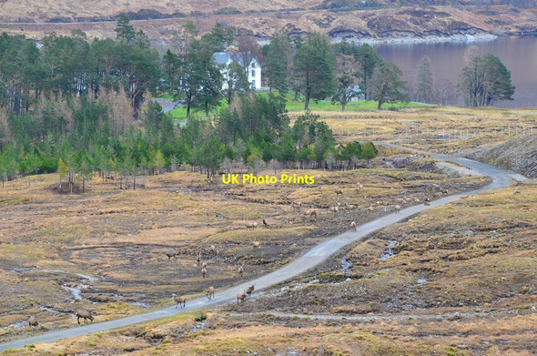 Photo 6"x4" Red deer near Cluanie Lodge Cluanie Lodge c2014