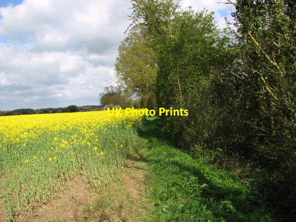 Photo 6"x4" Trees in field boundary hedge Aslacton c2014