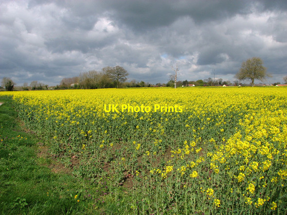 Photo 6"x4" Oilseed rape crop by Forncett End Forncett End c2014