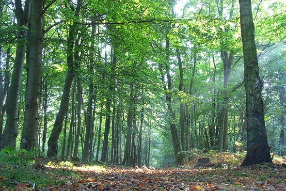 Photo 6"x4" Hanger Wood Cadmore End c2008