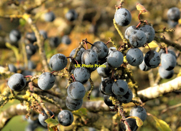 Photo 6"x4" November sloes Upton Grey c2013
