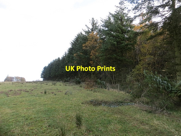 Photo 6"x4" Friarshawmuir Covert Chesterknowes c2013