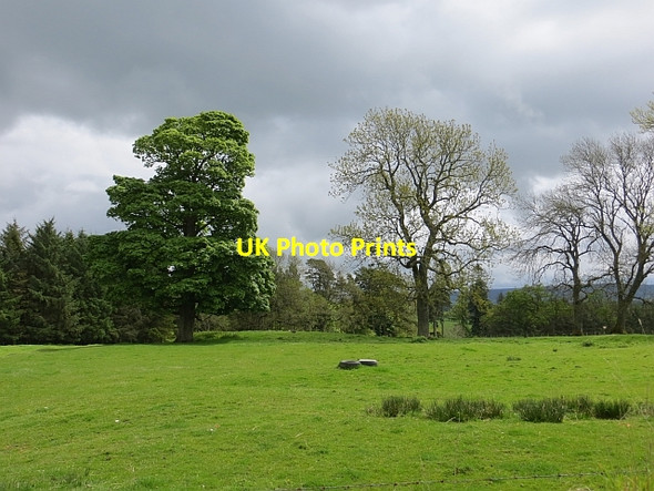 Photo 6"x4" Grass field, Prendwick Alnham c2013