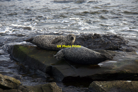 Photo 6"x4" Common Seals, North Taing, Lerwick Lerwick c2013