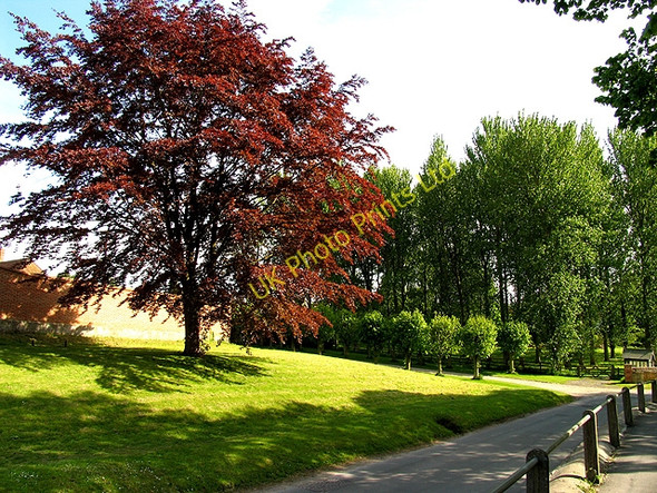 Photo 6"x4" Trees in East Hendred East Hendred c2005