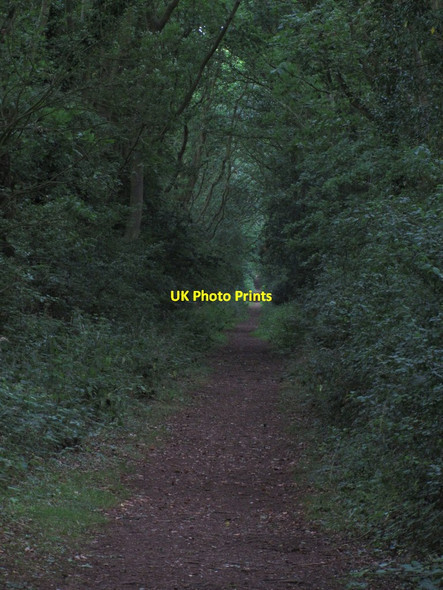 Photo 6"x4" On Paston Way - View NE along disused railway track bed, N of N Walsham North Walsham c2013