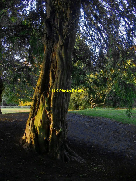 Photo 6"x4" Yew tree, Chiswick House Chiswick c2013