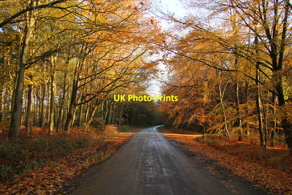 Photo 6"x4" Gipsy Lane Heathfield\/TF1193 c2013