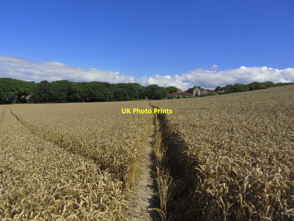Photo 6"x4" Path through crops leading to Bishopstone from Seaford Seaford c2013