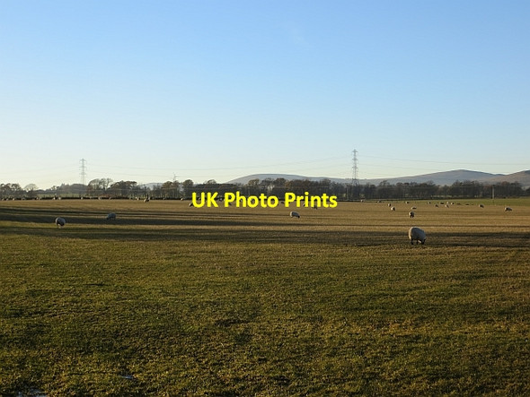 Photo 6"x4" Grazing sheep Carnbo c2013