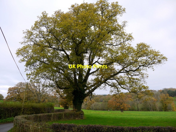Photo 6"x4" Autumnal oak Bacton\/SO3632 c2013