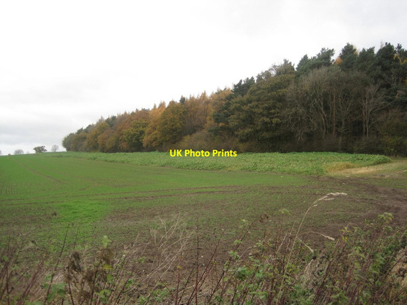 Photo 6"x4" Styford Wood Broomhaugh c2013