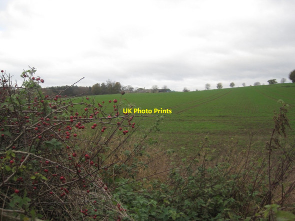 Photo 6"x4" Farmland near Styford Wood Broomhaugh c2013