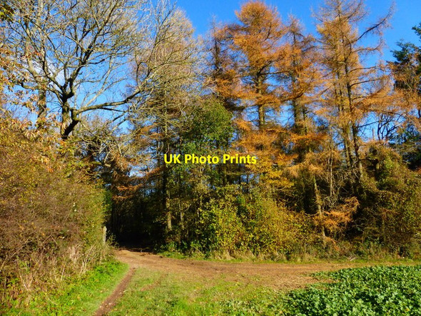 Photo 6"x4" Changing colours on the downs North Marden c2013