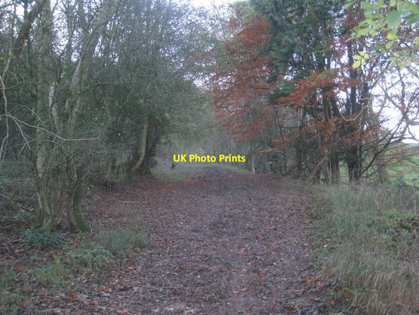 Photo 6"x4" In Long Plantation Kersoe c2013