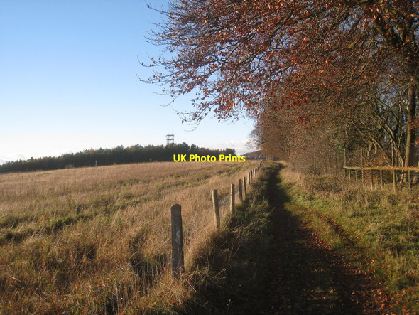 Photo 6"x4" Bridleway alongside Long Plantation Kersoe c2013