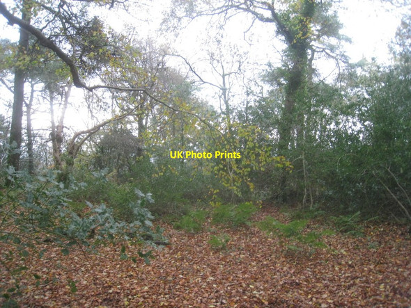 Photo 6"x4" Looking into Firs Plantation Simonsburrow c2013