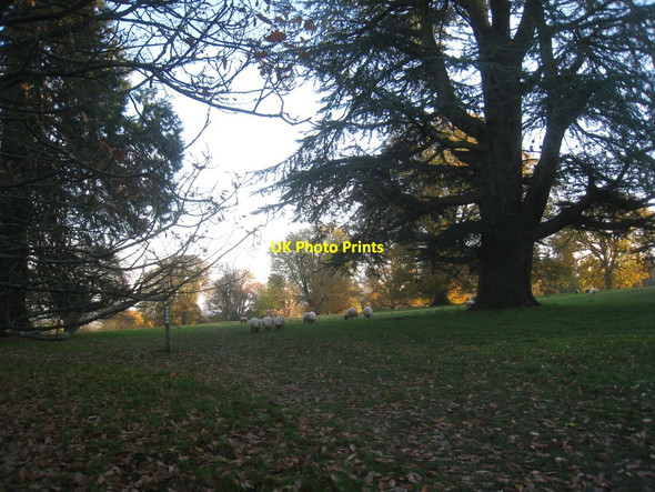 Photo 6"x4" Sheep grazing in Brockhampton Park Linley Green c2013