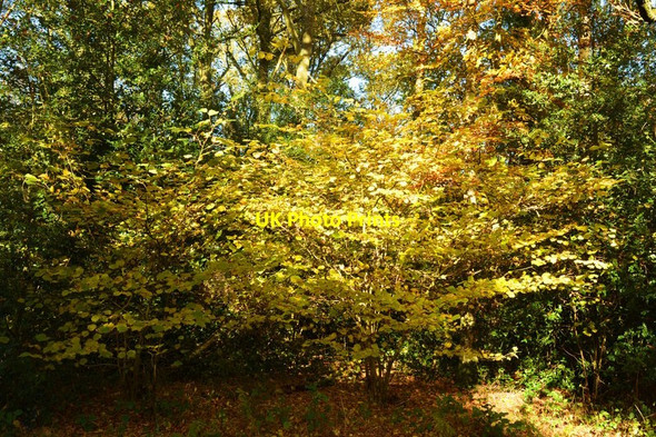 Photo 6"x4" Young Hazel in autumn, Bucklebury Common, Berkshire Clay Hill\/SU5770 c2013