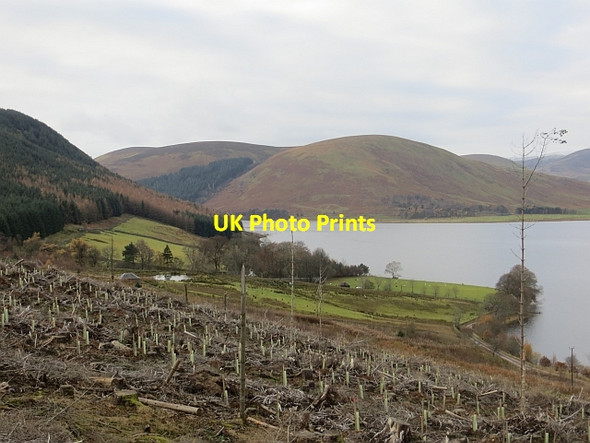 Photo 6"x4" Recently replanted woodland, Bowerhope Bowerhope c2013