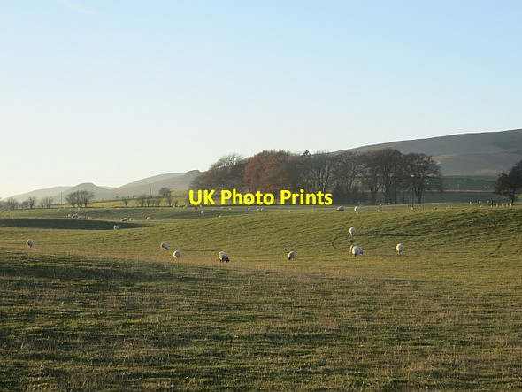 Photo 6"x4" Grazing sheep, Carnbo Carnbo c2013