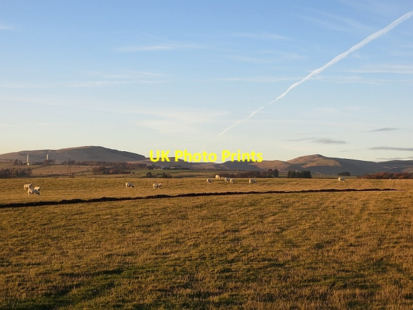 Photo 6"x4" Grazing sheep, Coldrain Drum\/NO0400 c2013