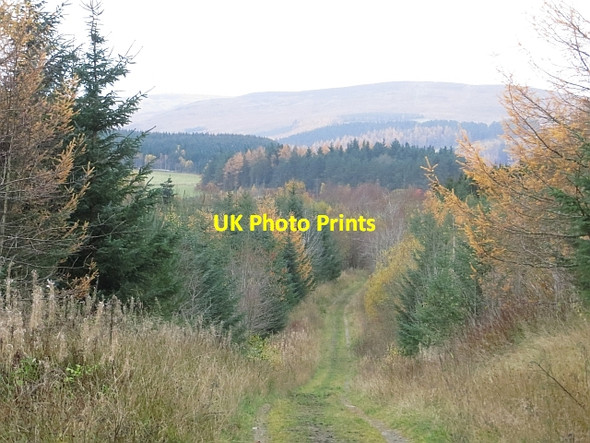 Photo 6"x4" Track, Big Wood Selkirk c2013