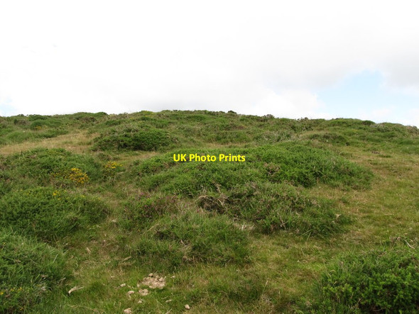 Photo 6"x4" Ulex minor on the summit of Formal Greencastle\/J2411 c2013