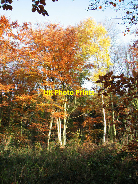 Photo 6"x4" Autumn colours beside Holt Road Grang c2013