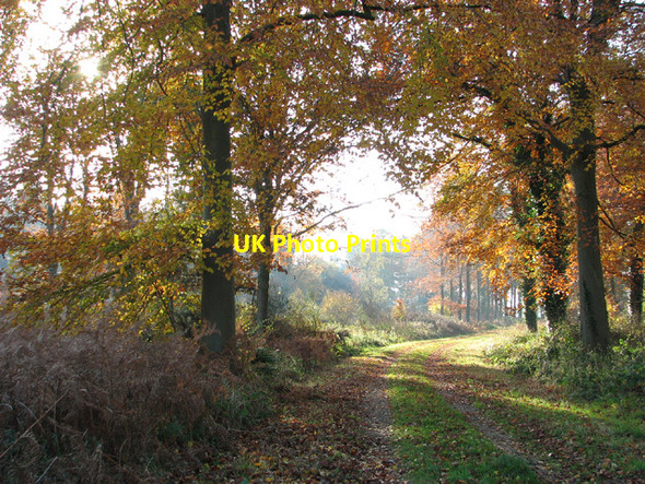 Photo 6"x4" Autumn colours in Haveringland Wood Grang c2013