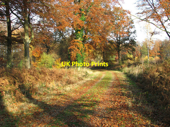 Photo 6"x4" Footpath from Haveringland to Holt Road Grang c2013