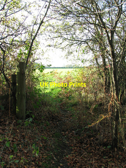 Photo 6"x4" Footpath to Haveringland Grang c2013