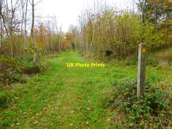 Photo 6"x4" Wide path in Phillis Wood Hooksway c2013