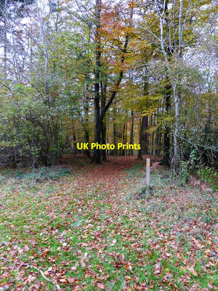 Photo 6"x4" Footpath descending through Phillis Wood to Hooksway Hooksway c2013