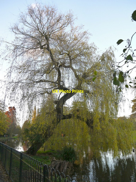 Photo 6"x4" Weeping willow, Chiswick House Gardens, November Chiswick c2013