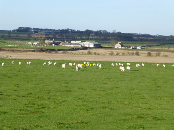 Photo 6"x4" East Fleetham Swinhoe c2013