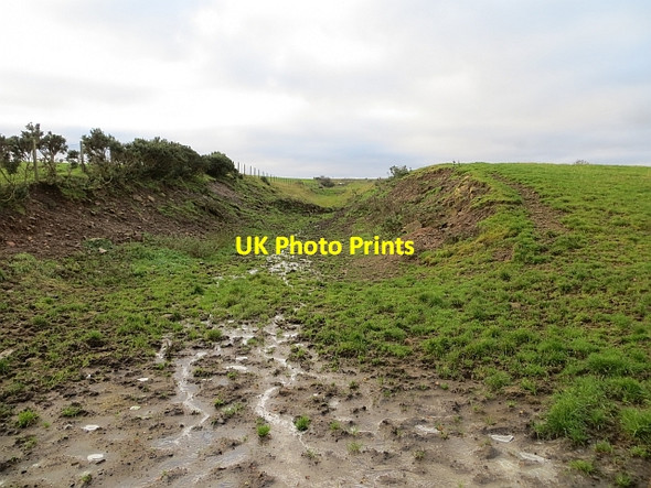 Photo 6"x4" Dunduff Branch Blackwood\/NS7943 c2013