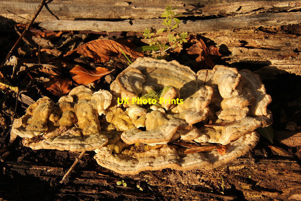 Photo 6"x4" Chicken of the woods Burton-by-Lincoln c2013