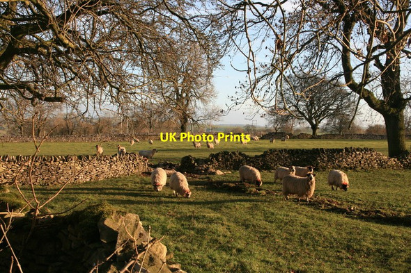 Photo 6"x4" Sheep grazing beside Rake Lane Middleton\/SK1963 c2013