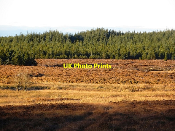Photo 6"x4" The Feeshie Burns Rough Moss\/NS7037 c2013
