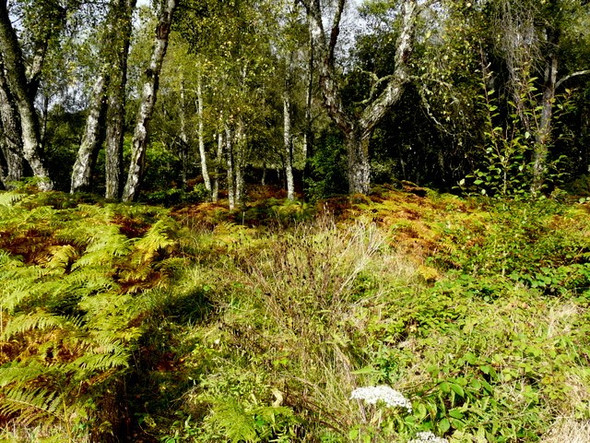 Photo 6"x4" Riverside by the Glass Corrimony c2008