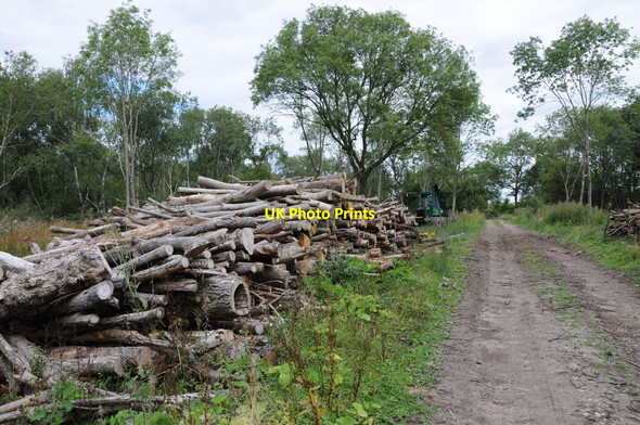 Photo 6"x4" Logging stack The Twittocks c2013