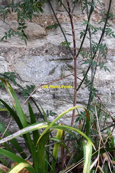 Photo 6"x4" Benchmark on Court Farm house Warborough c2013