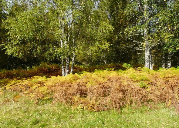 Photo 6"x4" Early Autumn in Glen Cannich River Cannich\/NH2732 c2008